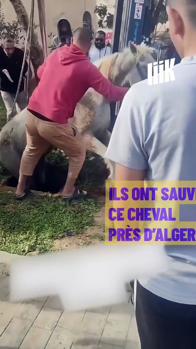 Ils ont sauvé ce cheval près d’Alger !