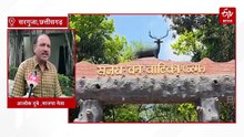 अंबिकापुर संजय पार्क में 15 हिरणों की मौत मामला: बीजेपी नेता ने भी जताया संदेह, कहा- उस रात पार्टी हुई थी, जानिए पूरा अपडेट