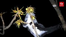Rare Black Flying Squirrel Spotted In Udanti Sitanadi Tiger Reserve