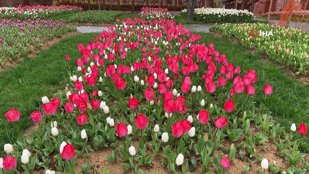 İstanbul'da bahar karşılaması: Emirgan Korusu lalelerle süslendi