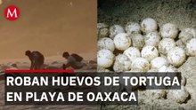 Captan a personas robando huevos de tortugas en playa de Oaxaca; Profepa investiga el hecho