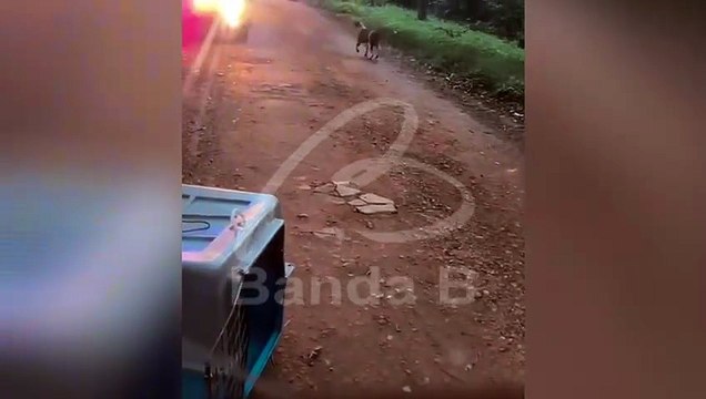 Pitbull abandonada nas proximidades do Zoológico