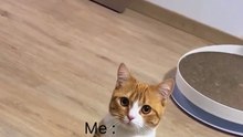 7 years old me reporting to mummy #relatable #funny #cat #cute