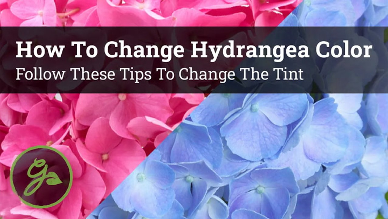 How to Change Hydrangea Color
