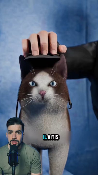 Le chat surveillant