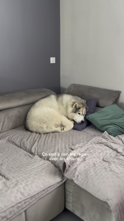 Mon Ours… au diable les règles quand je te vois si bien dormir. Je n’ai jamais réussir à les tenir avec toi de toute façon. J’ai d’autres combats. 🐻‍❄️✨