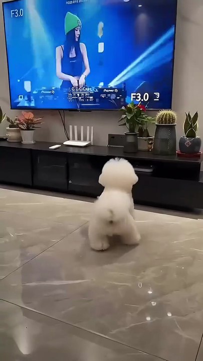 funny and comedy
