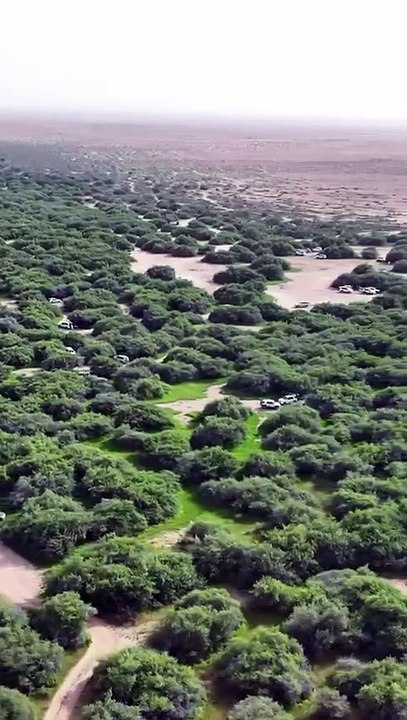 "روضة الخشم" تتوشح بالأخضر بعد الأمطار