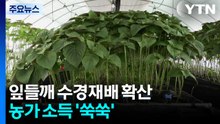 [녹색] 잎들깨 수경재배 확산...농가 소득 '쑥쑥' / YTN