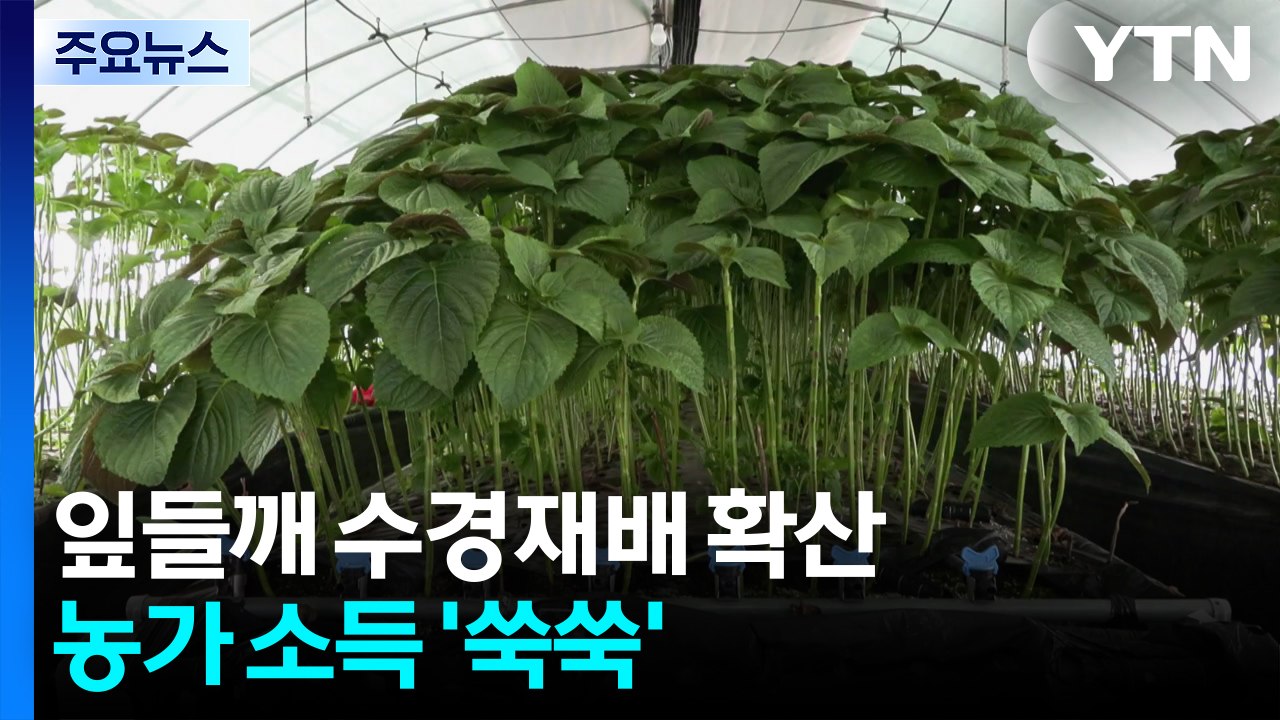 [녹색] 잎들깨 수경재배 확산...농가 소득 '쑥쑥' / YTN
