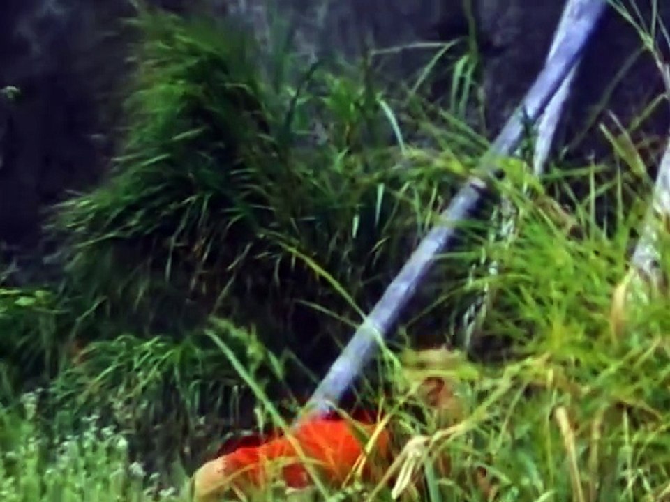 American Commando 3 Savage Temptation