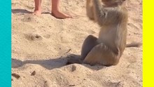 Mono se roba refresco a turista y se vuelve viral en la playa 😂🐒