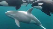 Orcas blancas, rareza genética y supervivencia 🐋🌌🤍 White orcas, genetic rarity and survival.