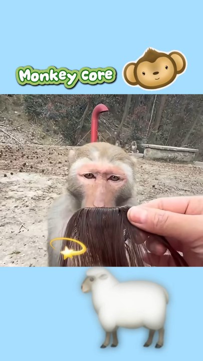 Monkey Core