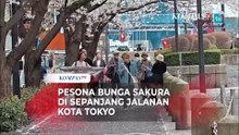 Pesona Bunga Sakura di Sepanjang Jalanan Kota Tokyo Dinikmati Turis hingga Warga Lokal