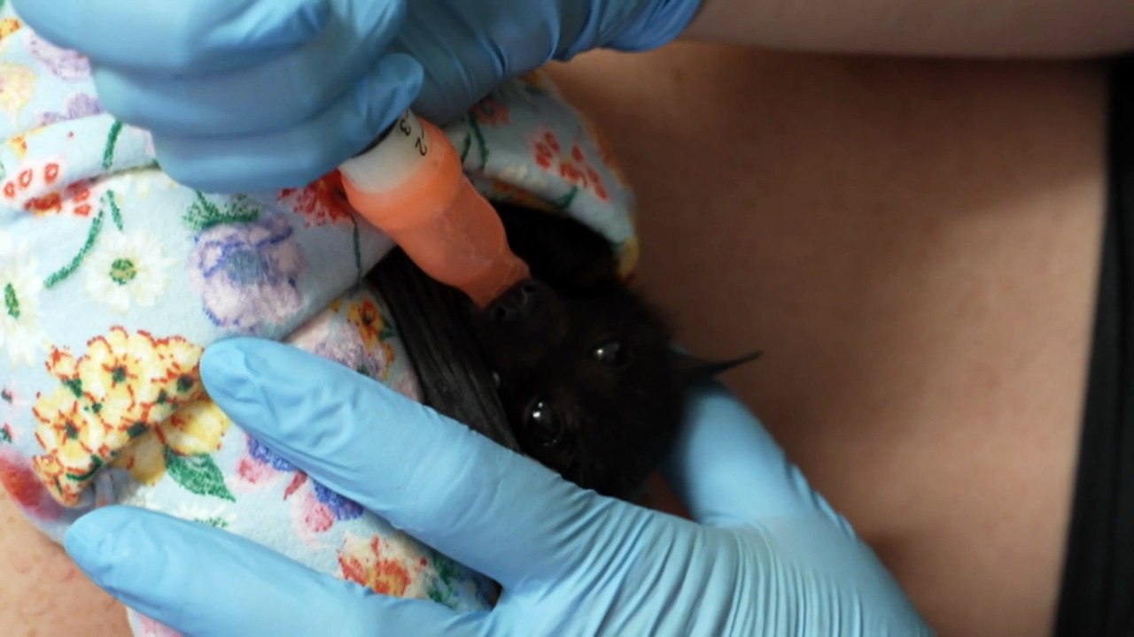 Cyclone aftermath leads ecological concern as hundreds of flying foxes are found dead