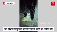 छिंदवाड़ा में बाघ ने कराया फोटो सेशन! डर और रोमांच के बीच किसान ने बनाया वीडियो