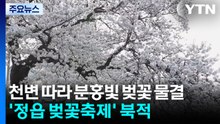 천변 따라 분홍빛 벚꽃 물결...'정읍 벚꽃축제' 북적 / YTN