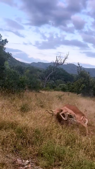 Epic Savanna Survival Battles in Wild