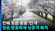 전북 정읍 벚꽃 '만개'...정읍 벚꽃축제, 상춘객 북적 / YTN