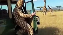 Giraffe man