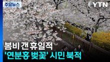 봄비 갠 휴일...'연분홍 벚꽃·유리 온실' 시민 북적 / YTN