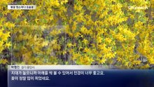 전국이 벚꽃으로 ‘활짝’…동네 명소도 ‘북적’