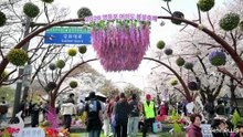 A Seul, la festa dei ciliegi in fiore dà il via alla primavera
