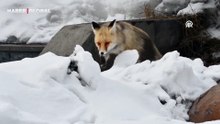 Kars'ta kızıl tilki yakından görüntülendi