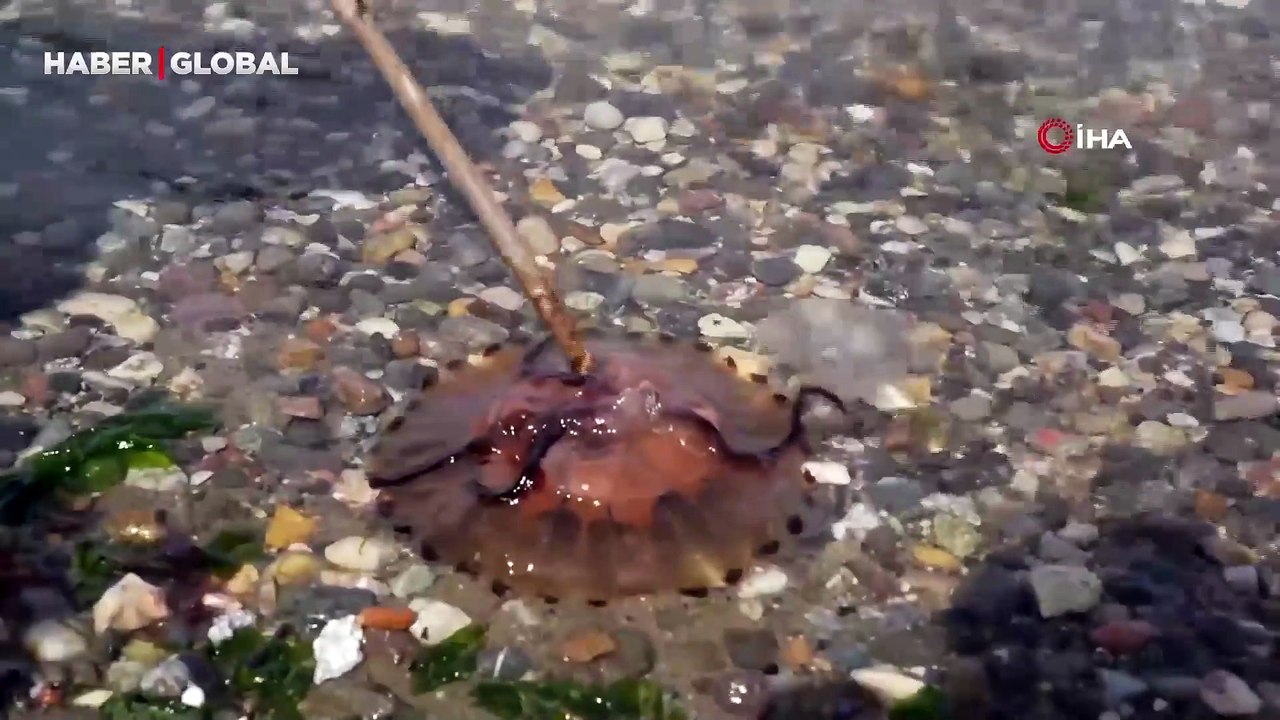 Denizde bu türü görenler dikkat! Sakın yaklaşmayın