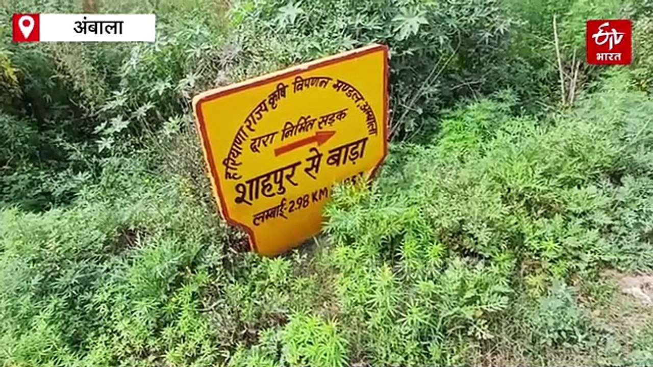 अंबाला में आंधी-बारिश से गेहूं की फसल बर्बाद, किसानों ने सरकार से की समय पर खरीद की मांग