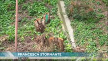 Alberi tagliati in autostrada, la petizione degli ambientalisti