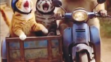 Goat Riding a Rickshaw with Two Cats 😂 | Funny Animal Video