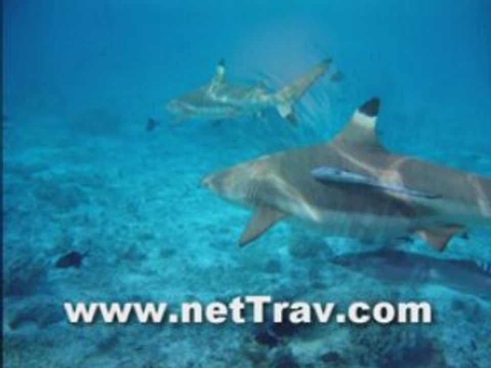 Bora Bora Vacation Secrets - Tahiti Vacation Packages