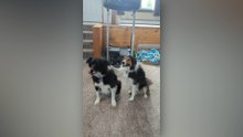 Border Collies