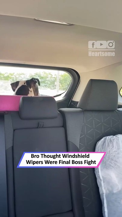 Dog Battles Windshield Wipers Like a Brave Hero—Hilarious Chaos|| Heartsome 💖