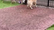 Golden Retrievers Go Wild for Daily Biscuit Lady—Too Cute to Miss|| Heartsome 💖