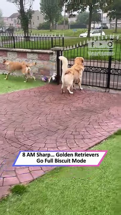 Golden Retrievers Go Wild for Daily Biscuit Lady—Too Cute to Miss|| Heartsome 💖