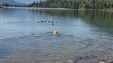 Golden Retriever vs. Mama Duck—Epic Fetch Turns into Chaos|| Heartsome 💖