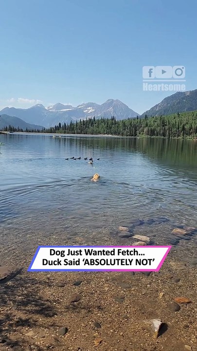 Golden Retriever vs. Mama Duck—Epic Fetch Turns into Chaos|| Heartsome 💖