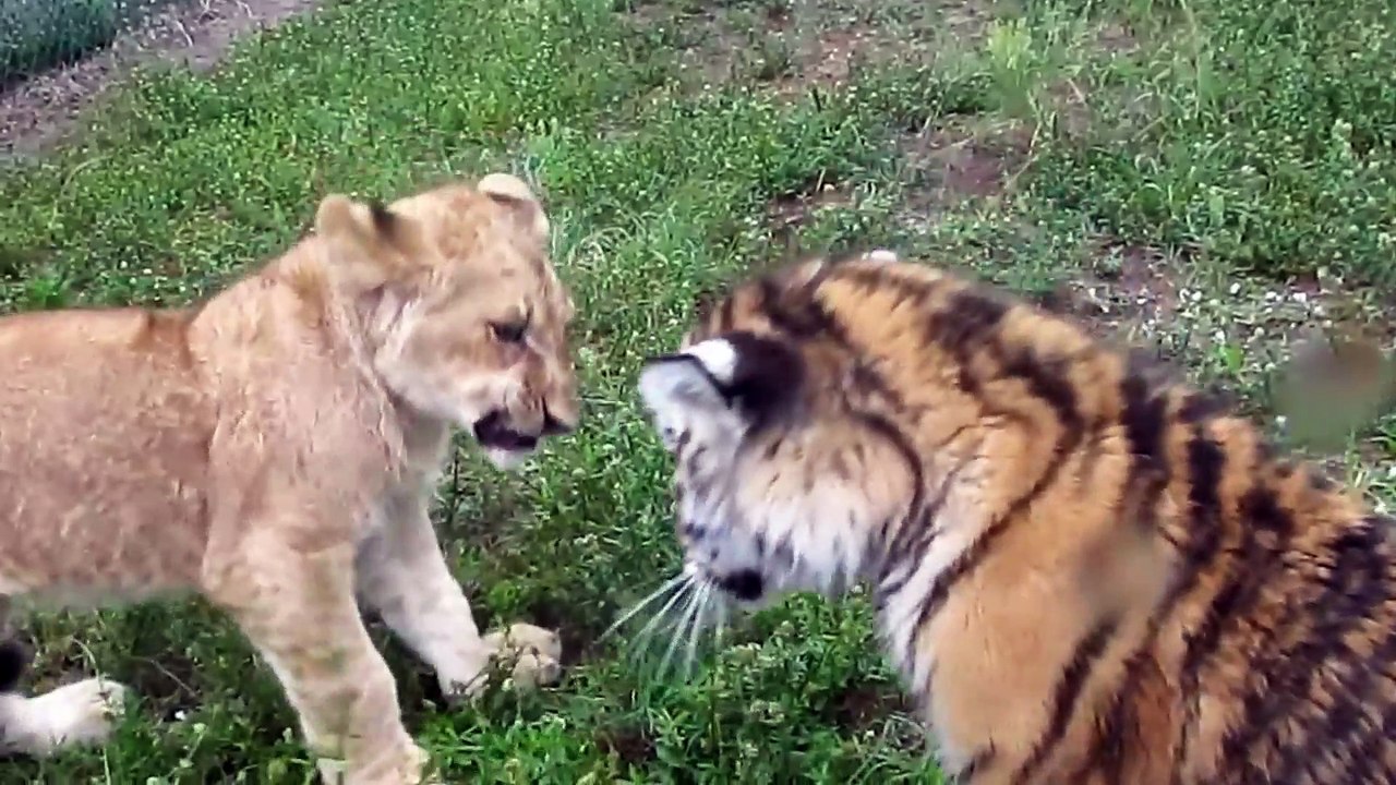 The fight between kings