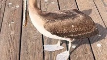 Brown pelicans