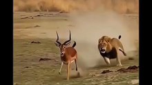 Lion Thought It Was an Easy Hunt… Then THIS Happened