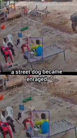 a street dog became enraged
