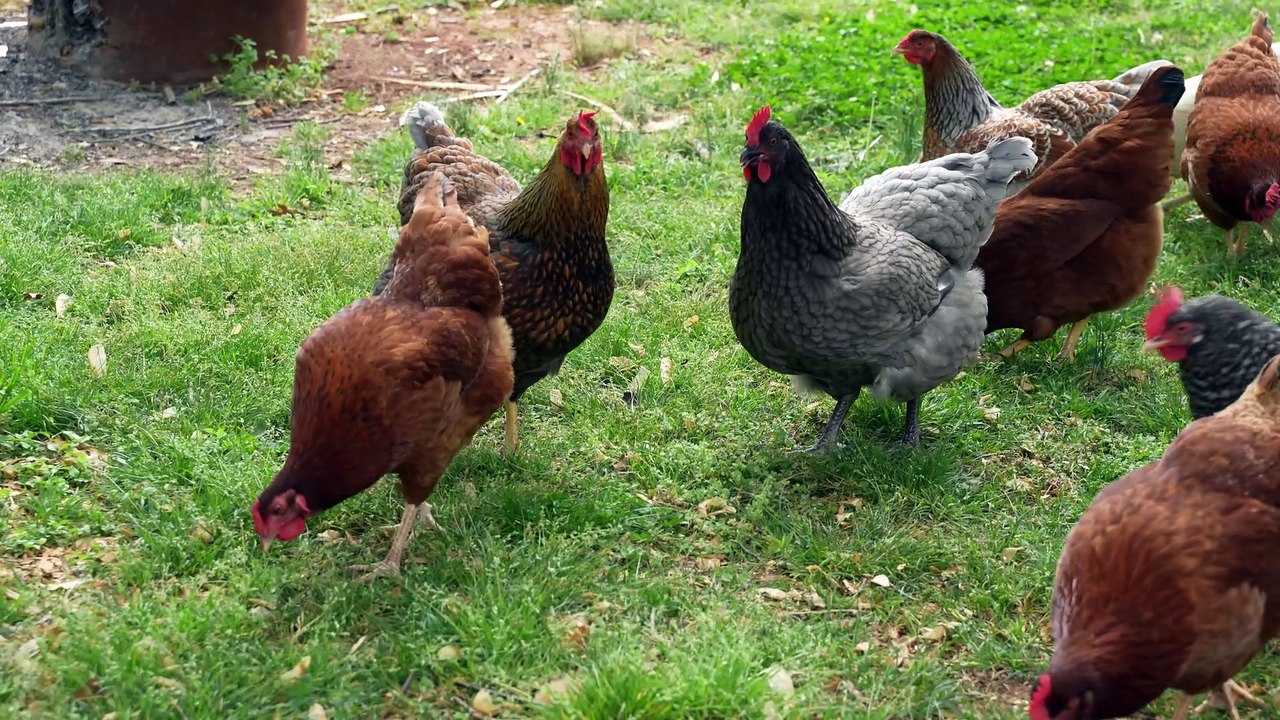I let my hens free-range yesterday for a few hours since I don't have many predators.