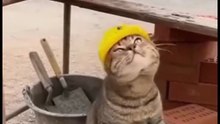 Construction cats