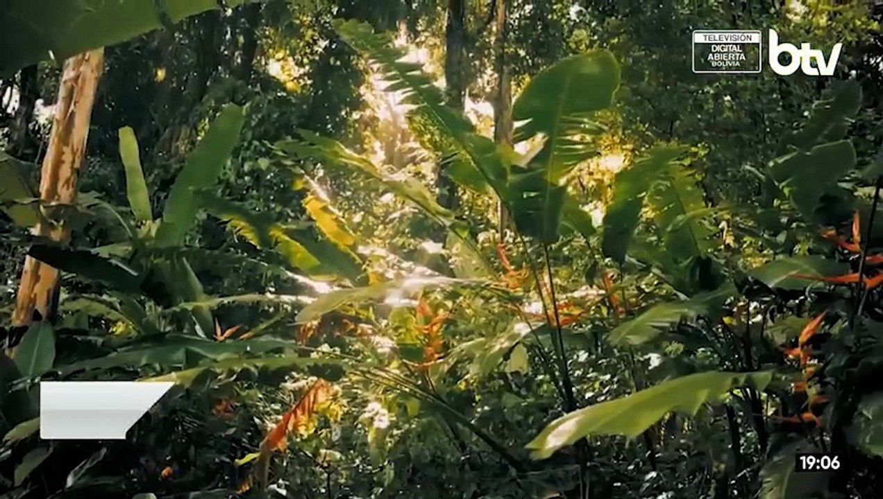 Escarabajo tigre chiquitano gana concurso internacional y asegura apoyo para su conservación
