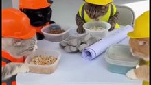 Construction cats eating Lunch