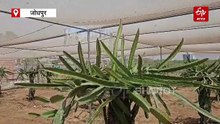 मारवाड़ की रेतीली धरा पर 'लाल सोना', अब काजरी के सहयोग से किसान उगा रहे ड्रैगन फ्रूट