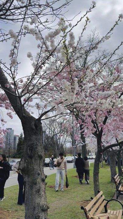 The resident of Octagon, Nelson Wang, was deeply in love with the cherry blossoms on Roosevelt Island. Sun Jing filmed this video on April 4, 2026.